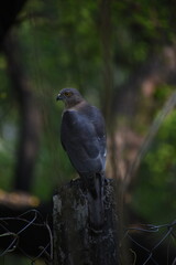 Shikra is the commonest small hawk found in Africa and India. They are often referred to as Sparrow-hawks or Goshawks.