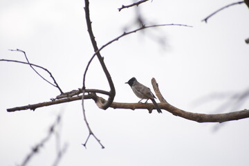 Indian Red-vented Bulbul is Sunbathing
