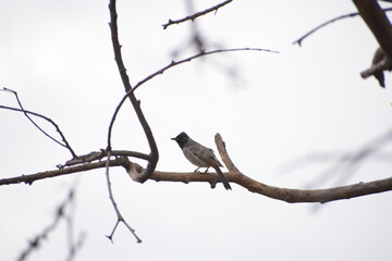 Indian Red-vented Bulbul is Sunbathing