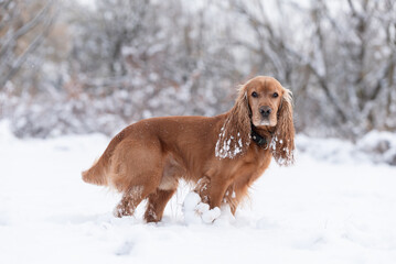 Cocker spaniel angielski w śniegu, zimowy portret w śniegu. © Elżbieta Kaps