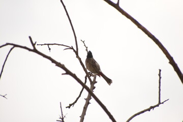 Indian Red-vented Bulbul is Sunbathing