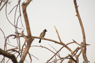 Indian Red-vented Bulbul is Sunbathing