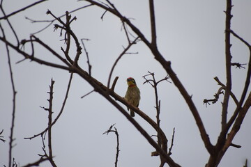 Beautiful Indian Coppersmith Barbet Soaking Sun