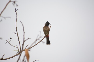 Indian Red-vented Bulbul is Sunbathing