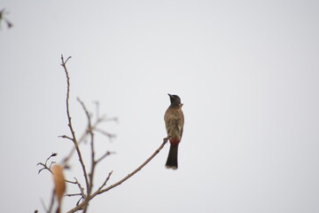 Indian Red-vented Bulbul is Sunbathing