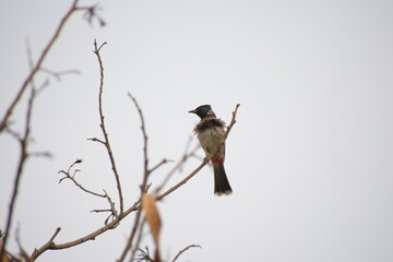 Indian Red-vented Bulbul is Sunbathing