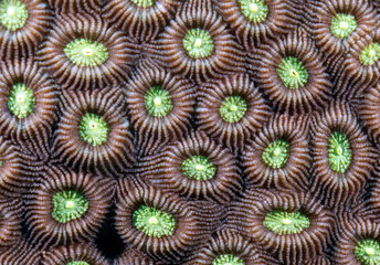 Favia brain coral in a shallow reef Boracay Island Philippines