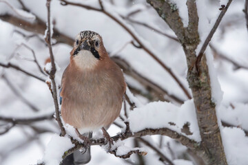 The Eurasian Jay (Garrulus glandarius)