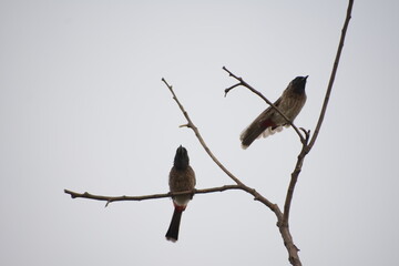 Indian Red-vented Bulbul is Sunbathing