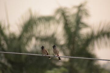 Indian Red-vented Bulbul is Sunbathing