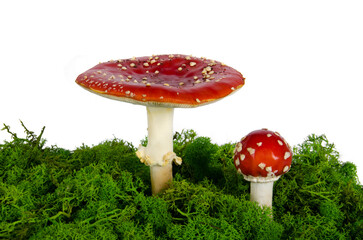 amanita mushroom with moss isolated on a white background. Fly agaric mushrooms.