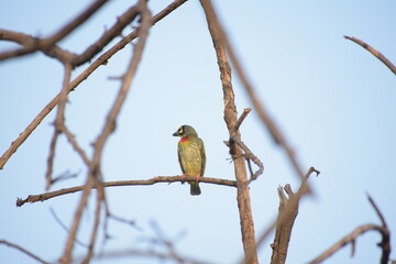 Beautiful Indian Coppersmith Barbet Soaking Sun