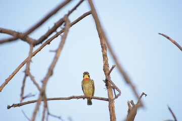 Beautiful Indian Coppersmith Barbet Soaking Sun