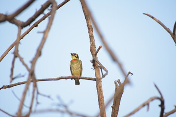 Beautiful Indian Coppersmith Barbet Soaking Sun