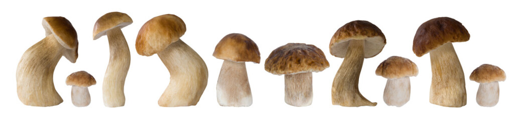 Group of mushroom boletus edulis