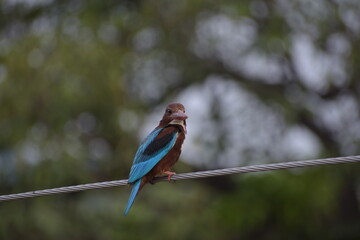White Throated Kingfisher in India