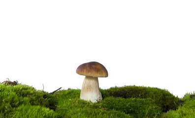 Boletus mushroom on moss. Isolated on studio white background