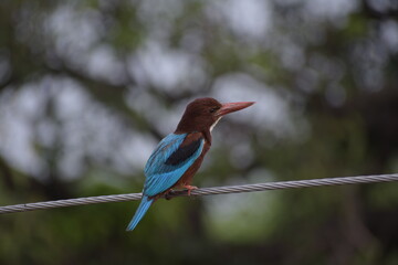White Throated Kingfisher in India