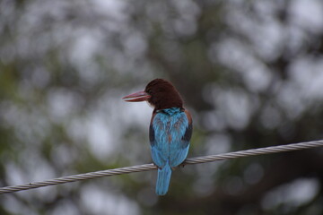 White Throated Kingfisher in India