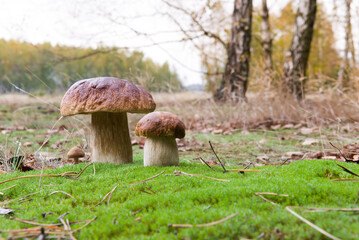 White mushroom boletus. Porcini mushrooms in the spruce forest