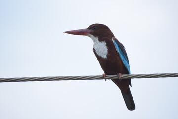 White Throated Kingfisher in India