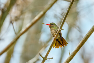 Gilded sapphire Hummingbird (Hylocharis chrysura) with pollen in its beak perched on a branch.