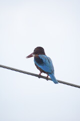 White Throated Kingfisher in India