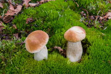 White mushroom boletus. Porcini mushrooms in the spruce forest
