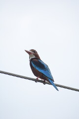 White Throated Kingfisher in India