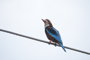 White Throated Kingfisher in India