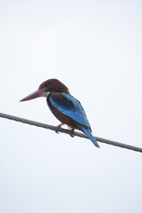 White Throated Kingfisher in India