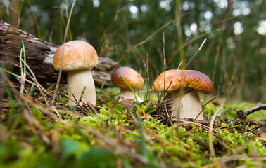 White mushroom boletus. Porcini mushrooms in the spruce forest