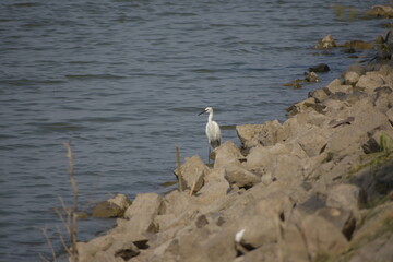 Beautiful Great Egret Bird Sunbathing