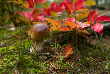 White mushroom boletus. Porcini mushrooms in the spruce forest