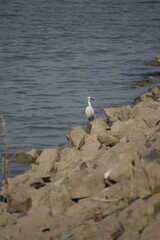 Beautiful Great Egret Bird Sunbathing