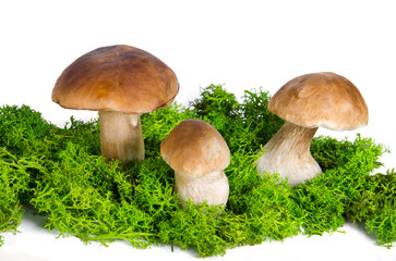 Boletus edulis isolated on white background. Mushrooms and moss.
