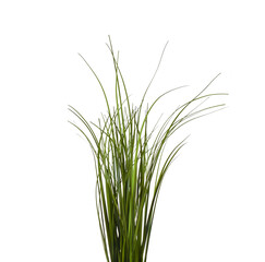 Bunch of green grass isolated on a white background.