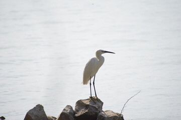 Beautiful Great Egret Bird Sunbathing