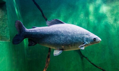 Muksun fish in water. Coregonus muksun