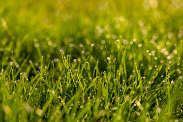 Close-up grass with water drops in the morning