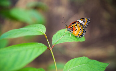 Leopard lacewing butterfly on a leaf