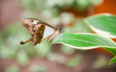 Beautiful butterfly perched on a flower in nature.