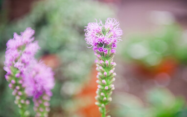 Beautiful violet flower on blurred background. Сoncept for spring greetings