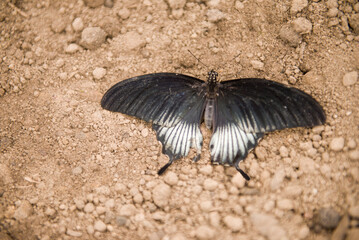 Black and blue papilio lowi zephyria exotic butterfly
