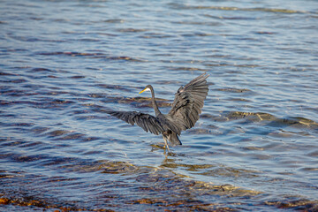 Green heron  runs with wings spread on water along the beach  try to catch up with the fish