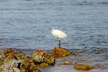 White Heron stay on rock that sticks out water and watching for small fish that swim in water near stone and try to hunt for fish. 