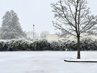 Snow-Covered Parking Lot with Bare Tree and Evergreen Hedges Under Overcast Winter Sky During Snowfall