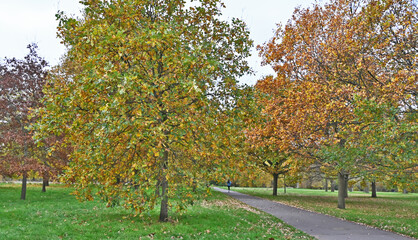 Naklejka premium Londra, Autunno e foliage ad Hide Park - Regno Unito
