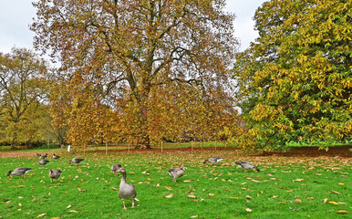 Londra, Autunno ed oche selvatiche ad Hide Park - Regno Unito