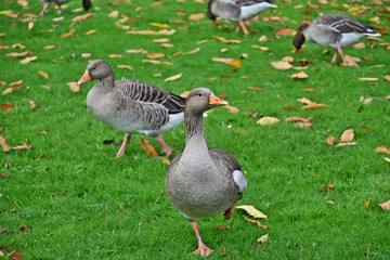 Londra, Autunno ed oche selvatiche ad Hide Park - Regno Unito